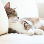 【もしもの時に備える】ペットの救急対処法